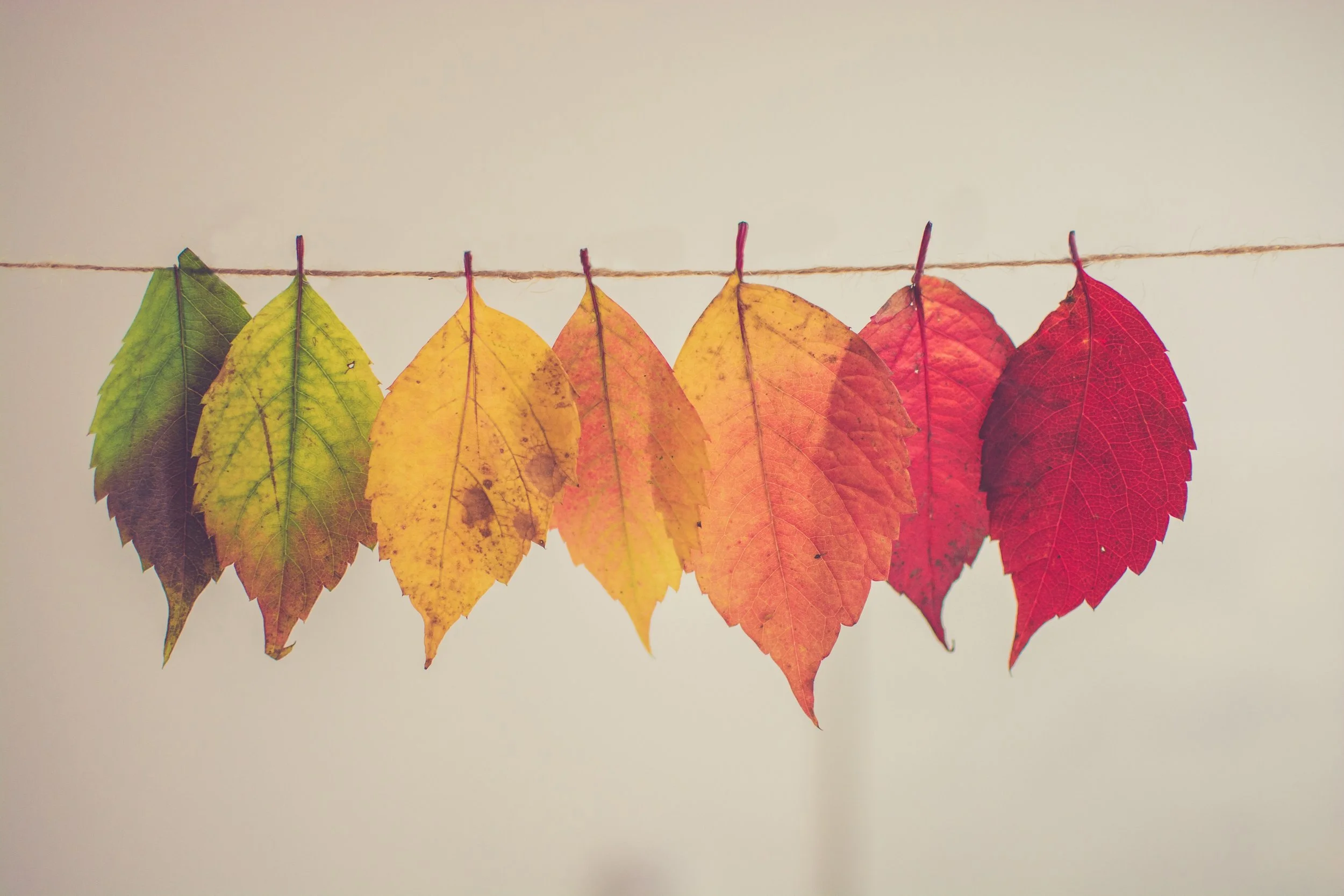 Embrace the Productive Harvest: Fall into a Season of Growth